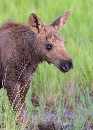 Shiras Moose of The Colorado Rocky Mountains. Thirsty Moose Calf.