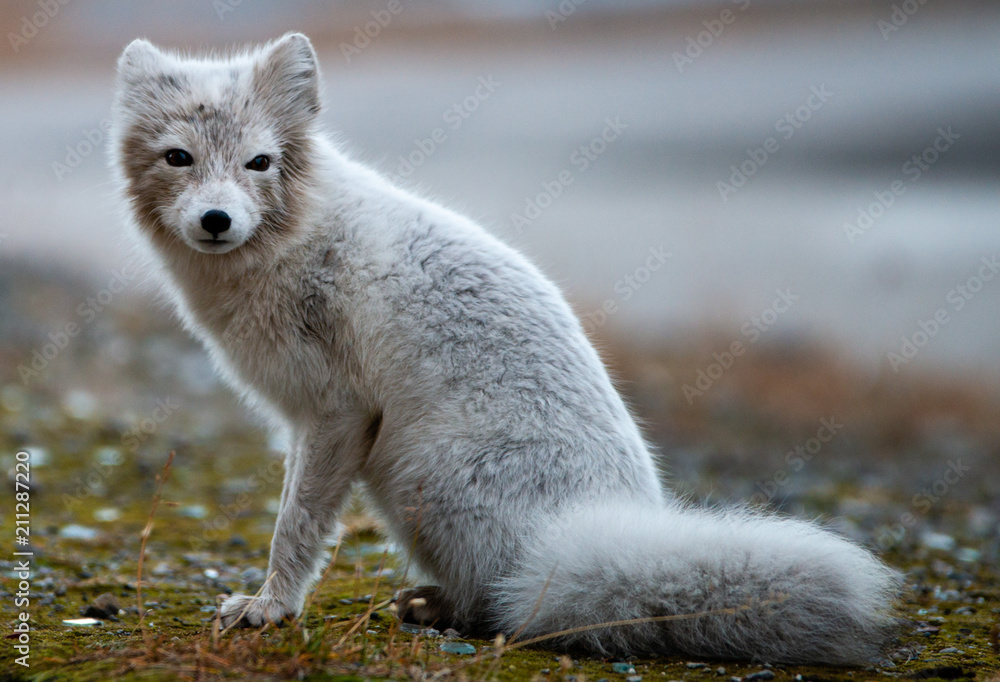 Ein weißer Polarfuchs auf Spitzbergen in der Arktis sieht in die Kamera. (Portrait) Ein weißer Polarfuchs auf Spitzbergen in der Arktis sieht in die Kamera. (Portrait)