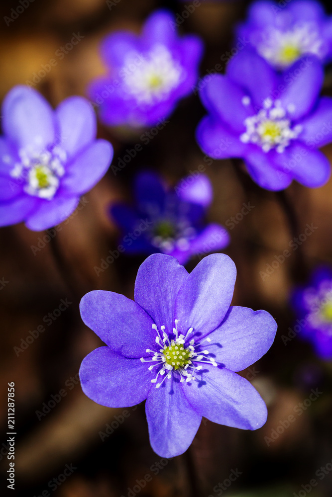 First fresh blue violets in the forest First fresh blue violets in the forest