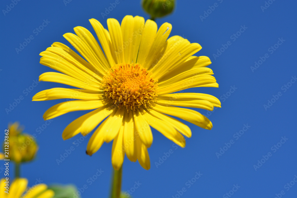 fleur marguerite jaune seule et le ciel Photos | Adobe Stock