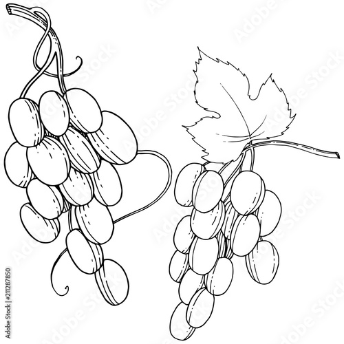 Vector grapes  healthy food in a watercolor style isolated. Full name of the fruit: grapes.Vector wild fruit for background, texture, wrapper pattern or menu.