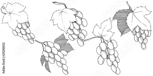 Vector grapes  healthy food in a watercolor style isolated. Full name of the fruit: grapes.Vector wild fruit for background, texture, wrapper pattern or menu.