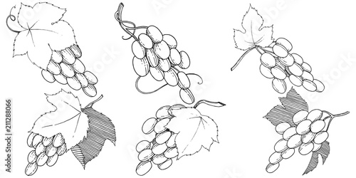 Vector grapes  healthy food in a watercolor style isolated. Full name of the fruit: grapes.Vector wild fruit for background, texture, wrapper pattern or menu.
