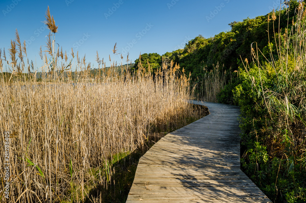 Knysna lagoon, wooden boardwalk through the grass, Garden Route, South Africa