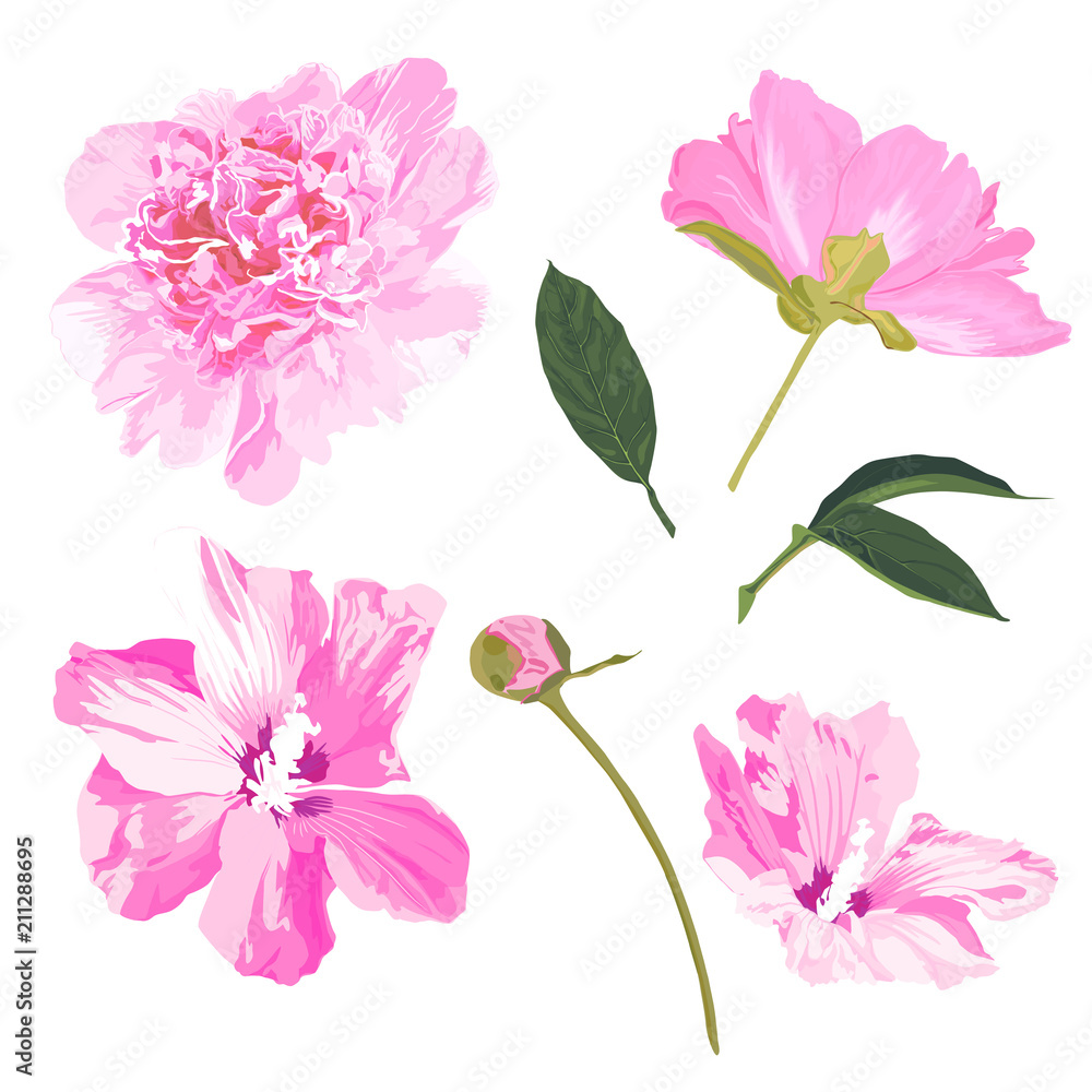 Set of peony and hibiscus. Vector illustration. Watercolor style