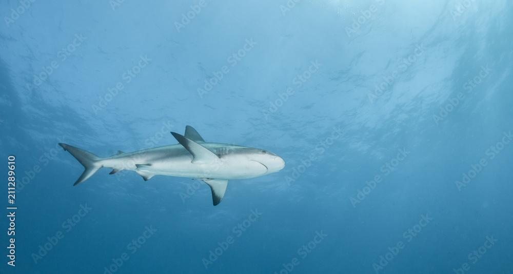 Caribbean reef shark Caribbean reef shark
