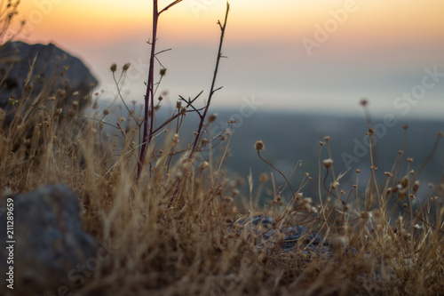 dried plants and flowers in muted evening mood