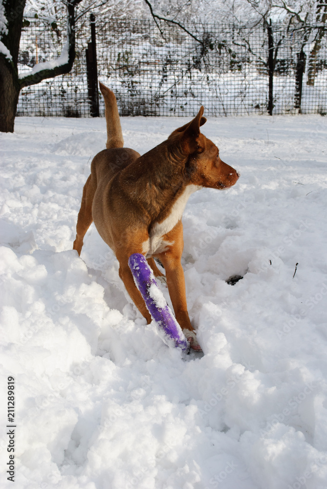 Red mixed-bred dog walking in the snow