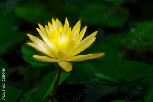 Yellow Waterlily