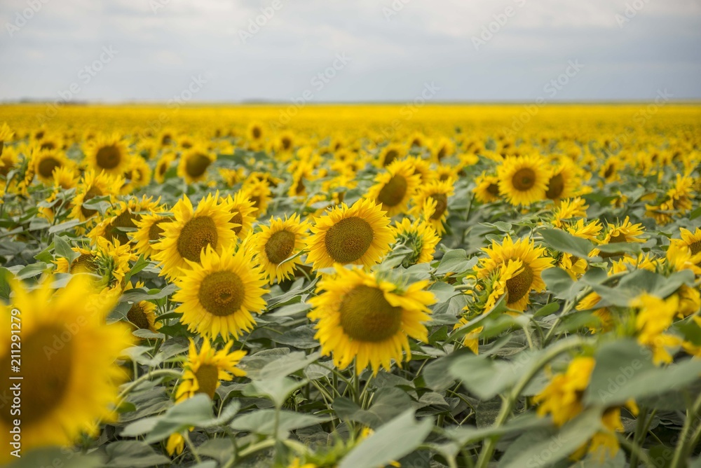 Sunflowers background. Sunflower field Sunflowers background. Sunflower field
