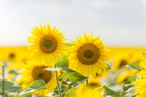 Sunflowers background. Sunflower field