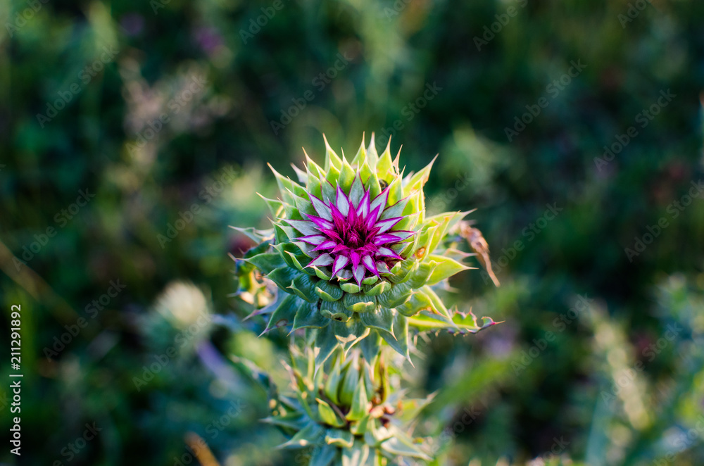 Flower plant Milk thistle close-up. Milk thistle grows well meadow Flower plant Milk thistle close-up. Milk thistle grows well meadow