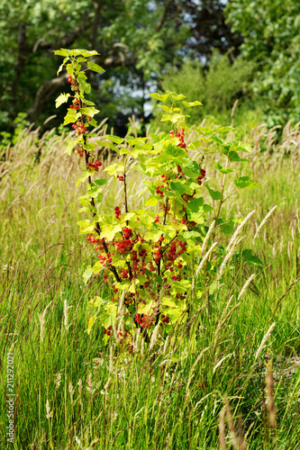 Single red currant bush with berries