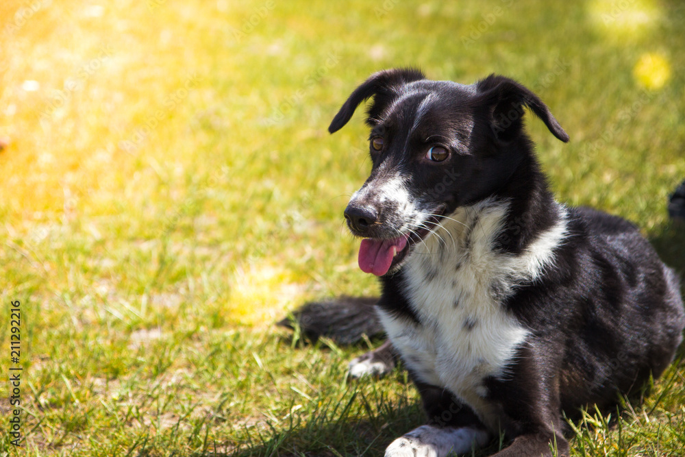 Dog on a grass. Black and white dog in a sunny day Dog on a grass. Black and white dog in a sunny day