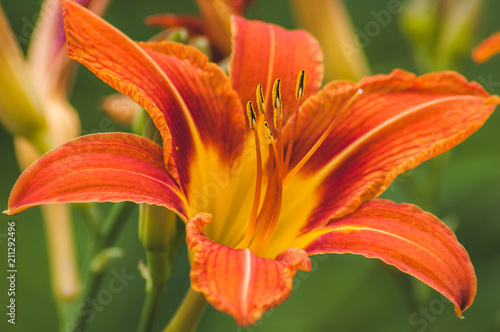 Day Lily