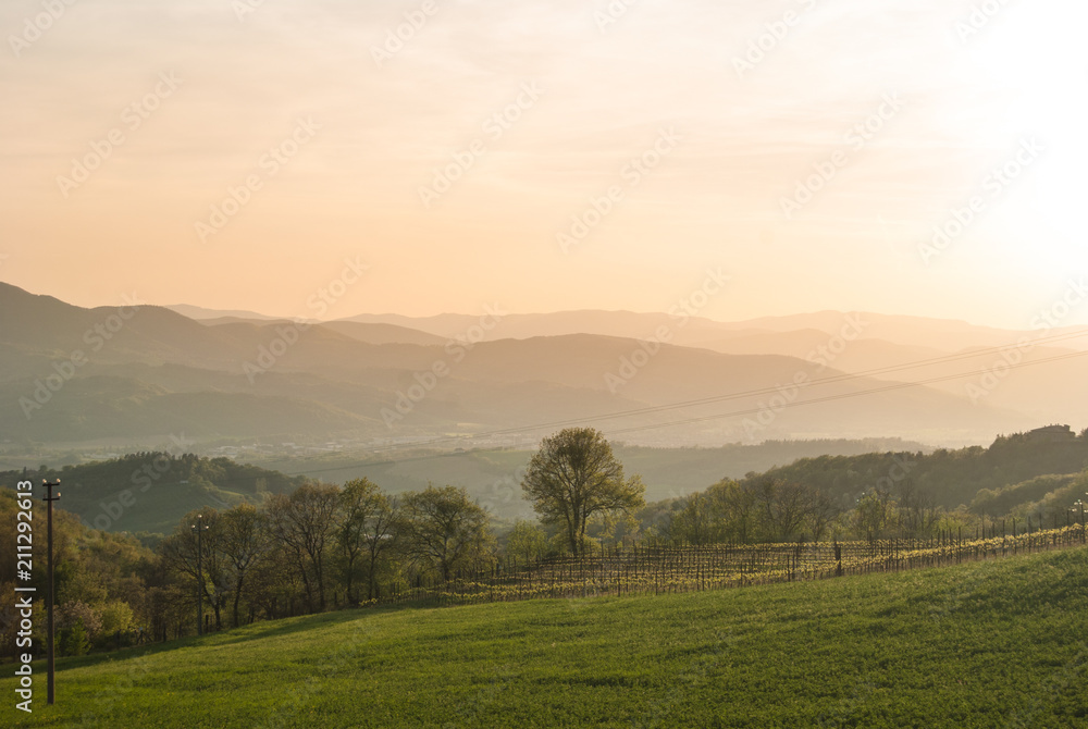 Vineyards on hills in Umbria