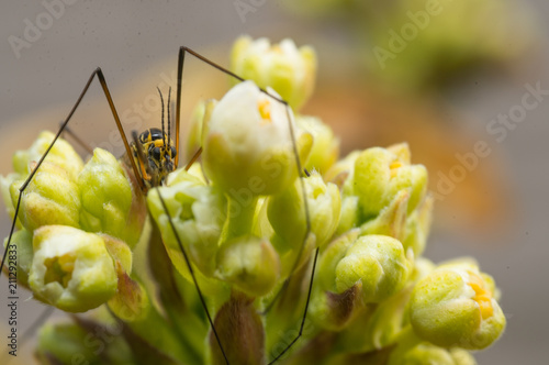 araignée insecte seul sur plante