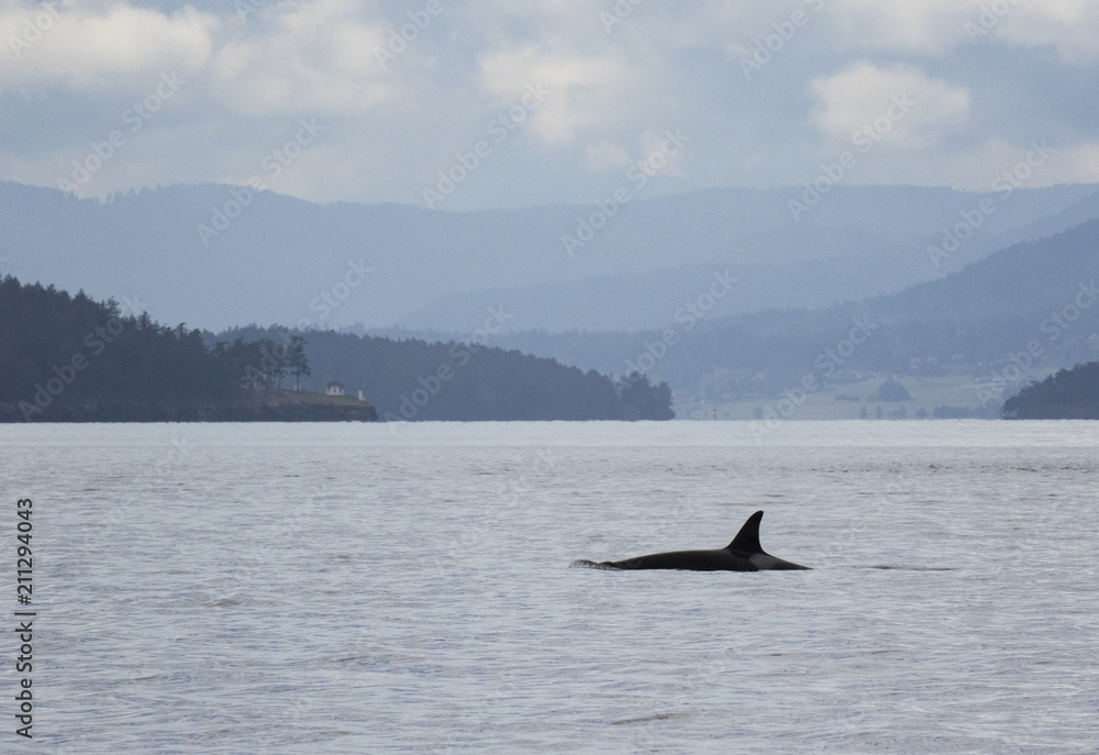 Fototapeta premium Orcas swimming in the Salish Sea