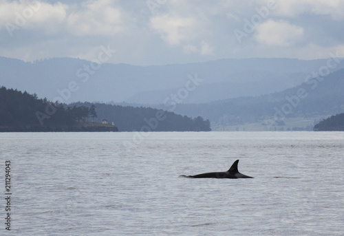 Orcas swimming in the Salish Sea