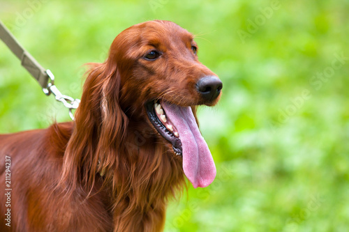 Irish setter on the leash