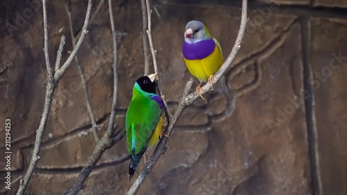 Amazing close up 4k view on rainbow colorful tropical birds parrots sitting on tree branch talking in wild nature