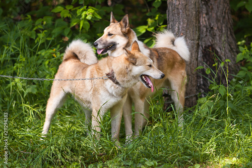 two laika dogs in the forest