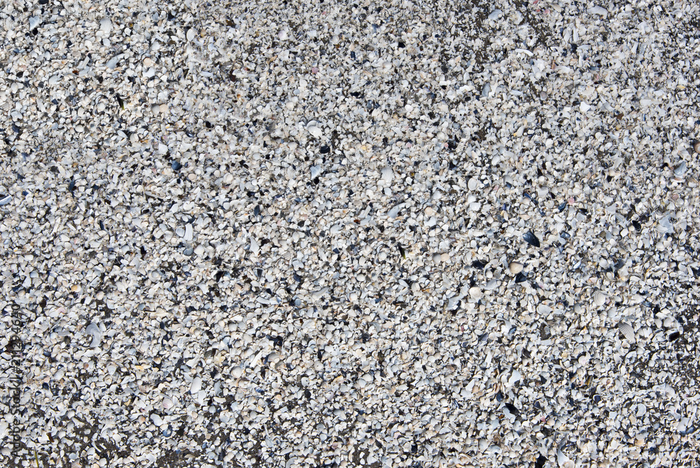 Pattern of many small shells on the beach Pattern of many small shells on the beach