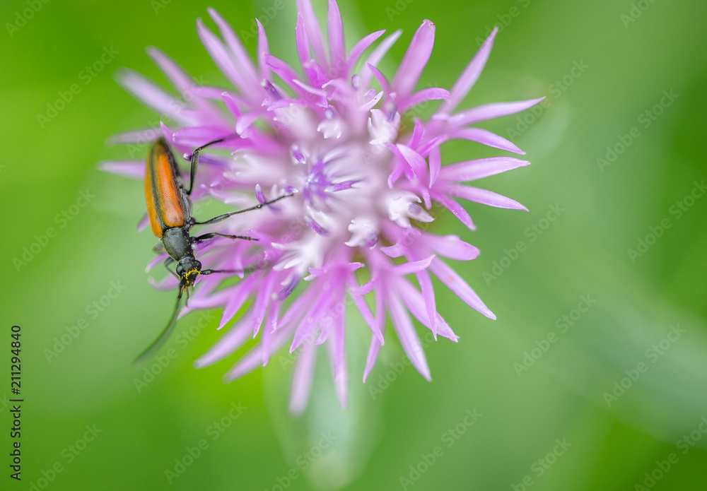 insecte coléoptère Rhagonycha fulva seul sur fleur rose en gros plan insecte coléoptère Rhagonycha fulva seul sur fleur rose en gros plan