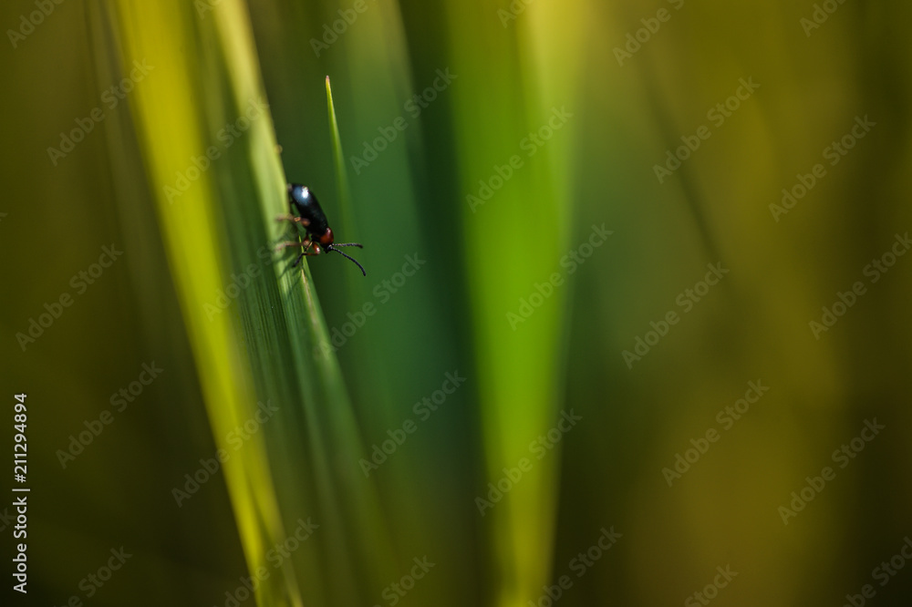 insecte foncé marche sur un brin d'herbe verte sous la lumière douce en plan rapproché en été insecte foncé marche sur un brin d'herbe verte sous la lumière douce en plan rapproché en été