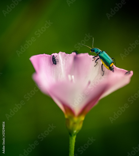insecte coléoptère oedemère sur une fleur rose et les pucerons