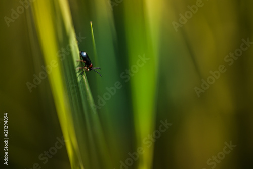 insecte foncé marche sur un brin d'herbe verte sous la lumière douce en plan rapproché en été