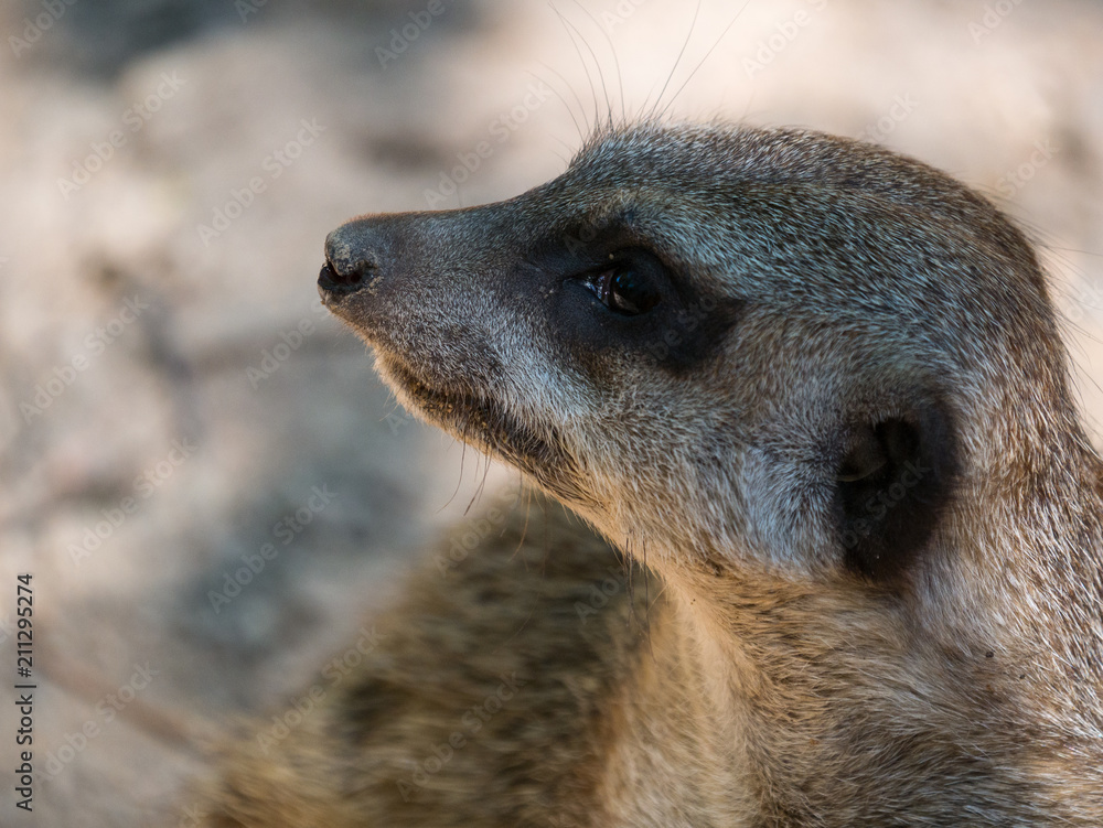 Suricate Suricate
