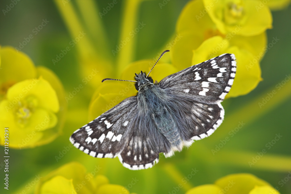 Fototapeta premium Wings - beautiful black and white butterfly sitting on yellow flowers