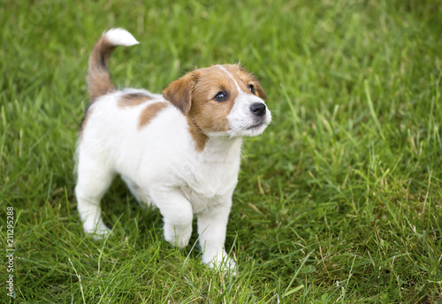 Cute Jack Russell puppy dog walking in the grass and looking © Reddogs