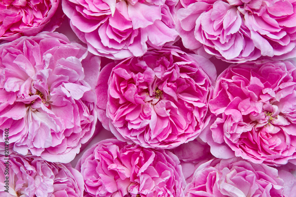 Pink roses. English rose Harlow Carr bred by David Austin