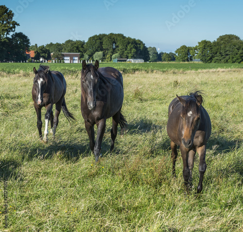 group of three horses