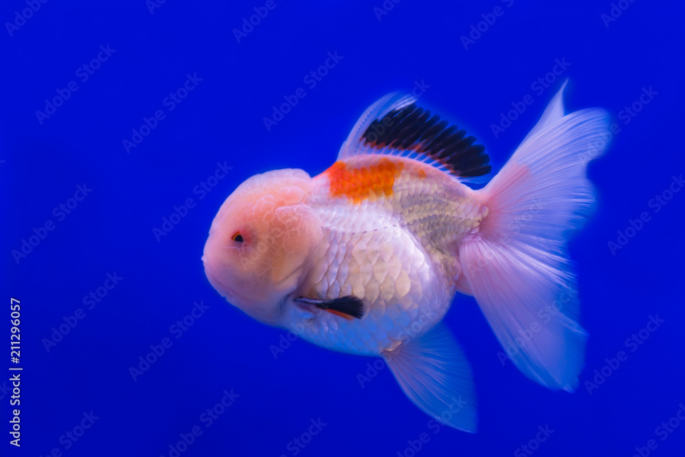 Gold Fish Oranda Scientific name Carassius auratus is a freshwater fish. Cyprinidae are native to China and Japan. Gold Fish Oranda Scientific name Carassius auratus is a freshwater fish. Cyprinidae are native to China and Japan.