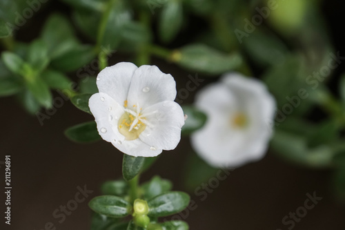 wet white flower rain drop water fresh