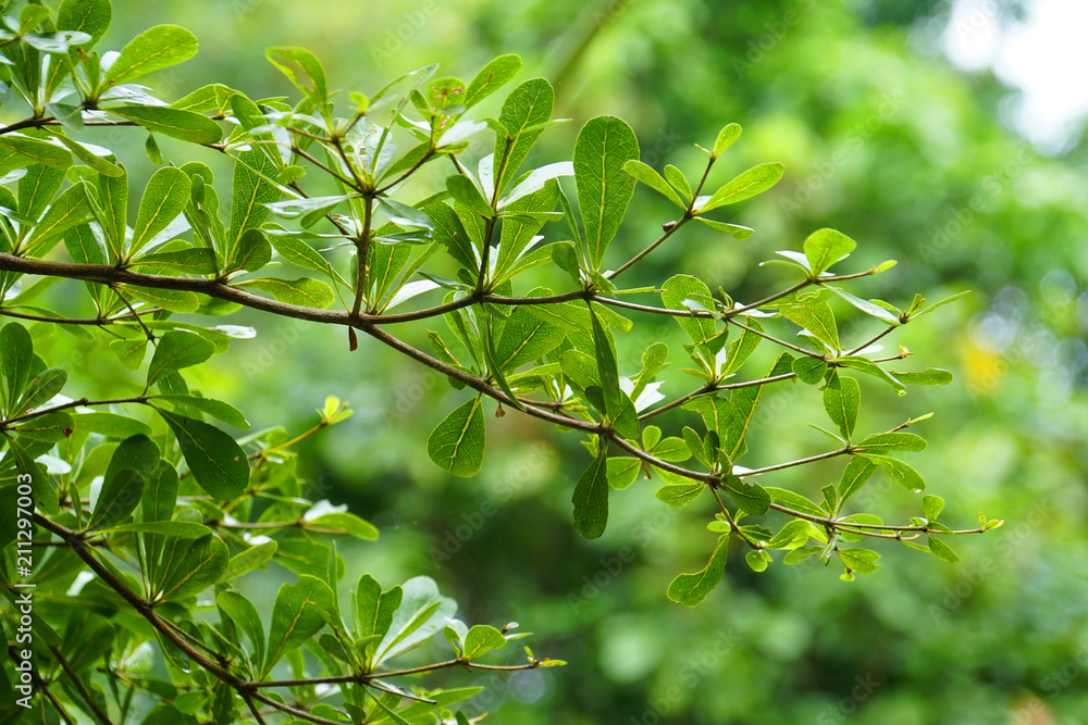 fresh morning tree, green leaves, rain water forest fresh morning tree, green leaves, rain water forest