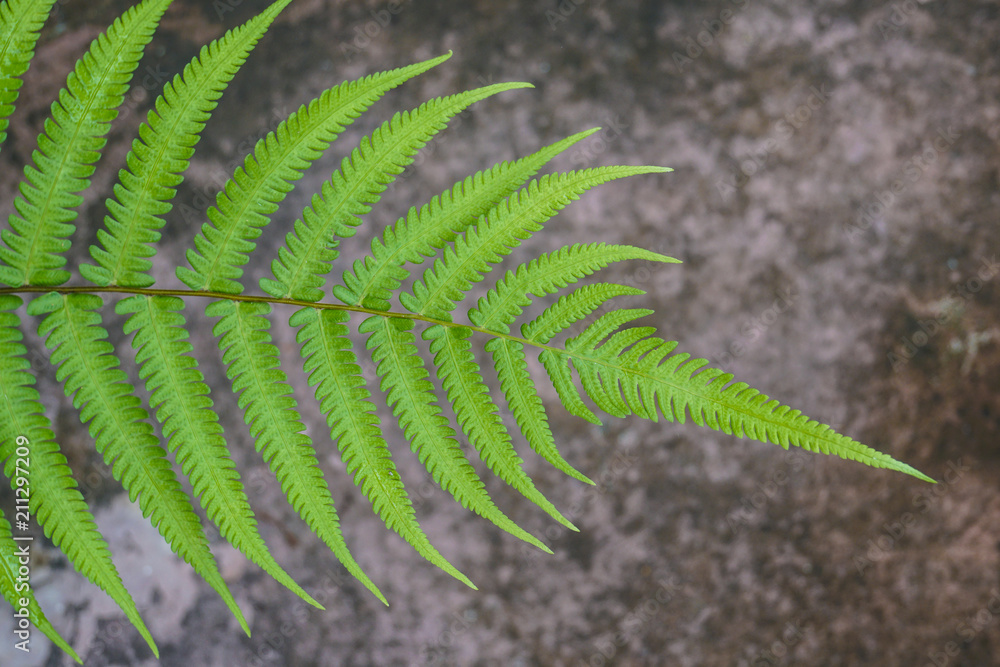 green fern leaf on texture ground rock green fern leaf on texture ground rock