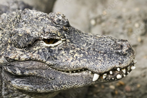 A Close Up of a Chinese Alligator, Alligator sinensis © Derrick Neill
