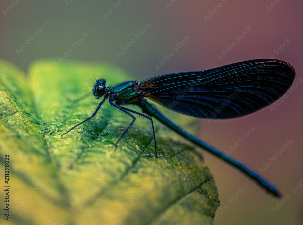 insecte libellule demoiselle verte posée sur une feille verte sur un fond rose insecte libellule demoiselle verte posée sur une feille verte sur un fond rose