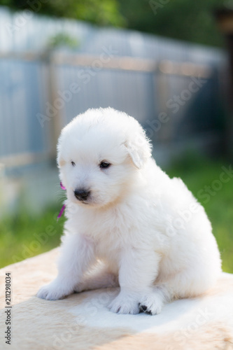 Portrait of a lovely maremmano sheepdog puppy with tonque out sitting on the table outside in summer. Adorable white maremma puppy