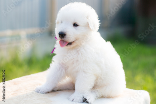 Portrait of a cute maremmano sheepdog puppy with tonque out sitting on the table outside in summer. Profile of Adorable white fluffy maremma puppy