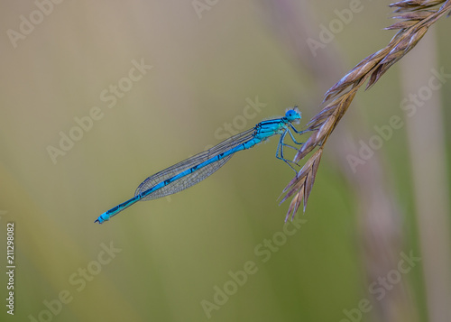 insecte libellule seule bleue sur graminé en gros plan en lumière naturelle