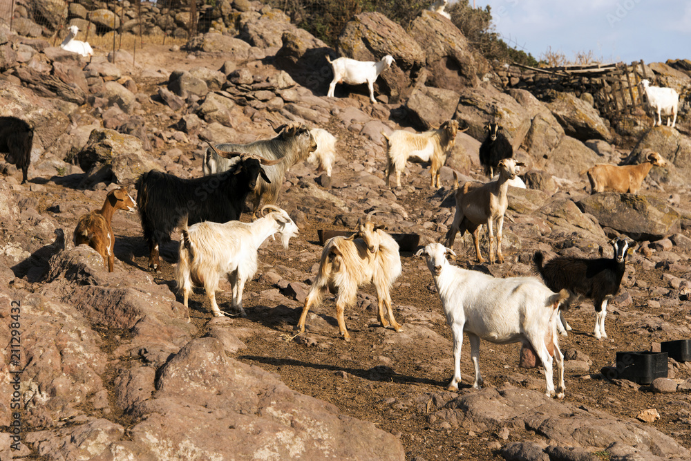 Mountain goats in the island of Patmos, Greece
