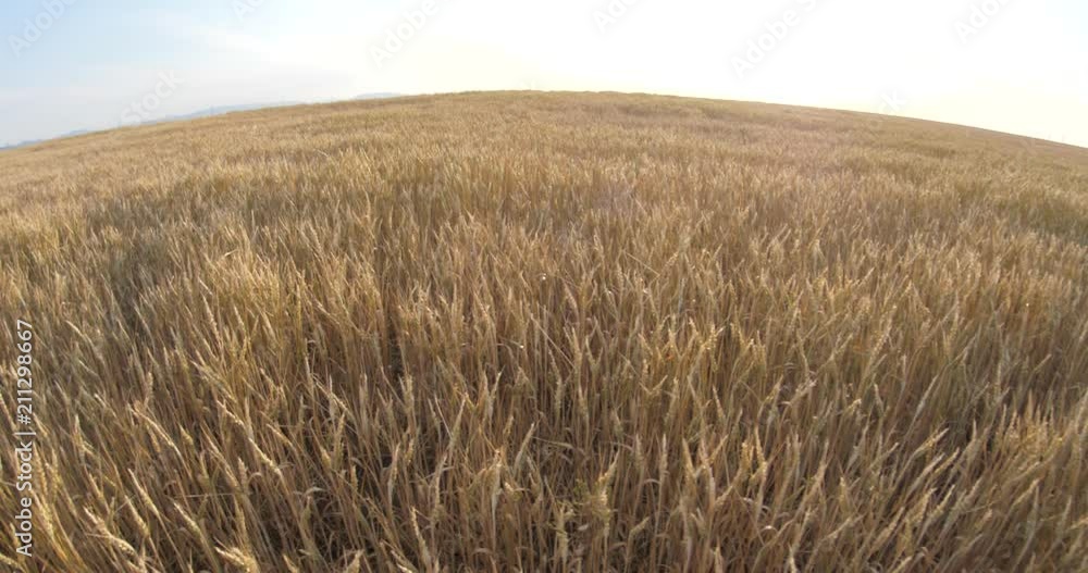 the boy goes to the horizon along the golden wheat field the boy goes to the horizon along the golden wheat field