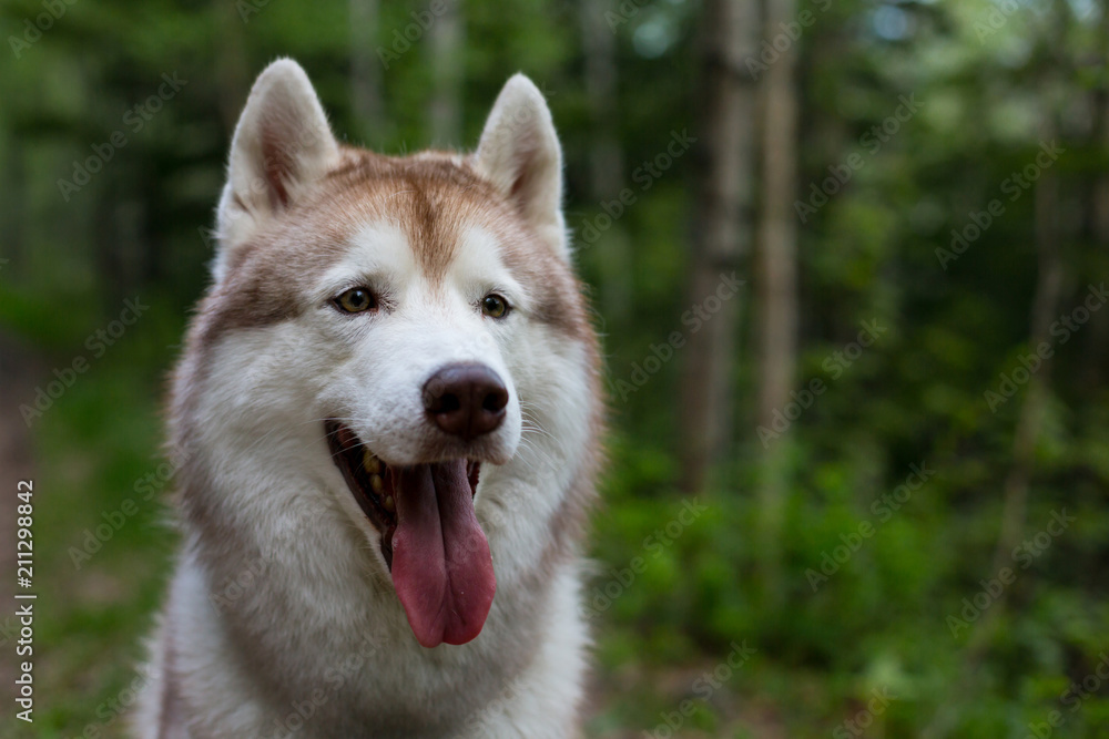 Close-up portrait of dog breed siberian husky with tonque hanging out in the forest Close-up portrait of dog breed siberian husky with tonque hanging out in the forest