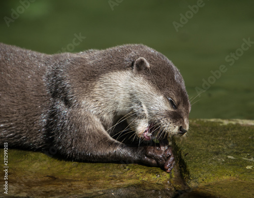 Otter eating his food