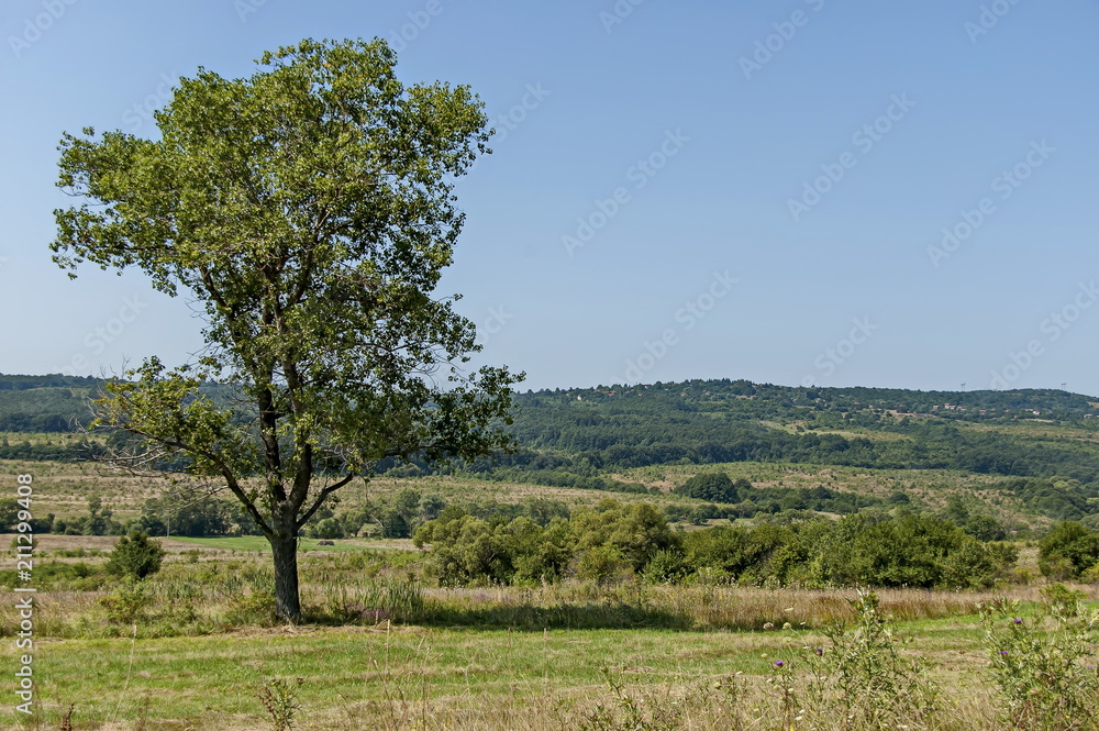 Landscape of summer nature with green glade, forest and big single tree, Sredna Gora mountain, Ihtiman, Bulgaria    